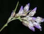 Amphicarpaea bracteata image