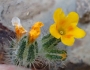Amsinckia intermedia image
