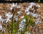 Amsonia ciliata image