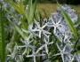 Amsonia tabernaemontana image