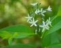Amsonia tabernaemontana var. salicifolia image