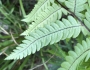 Anchistea virginica image