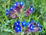 Anchusa azurea image