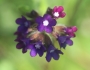 Anchusa officinalis image