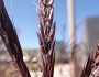 Andropogon gerardii image