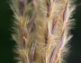 Andropogon hallii image