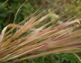 Andropogon virginicus image