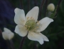 Anemone multifida image