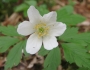Anemone nemorosa image