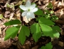 Anemone quinquefolia image