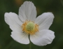 Anemone sylvestris image