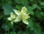 Anemone virginiana image