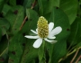 Anemopsis californica image