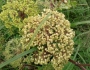 Angelica atropurpurea image