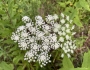 Angelica venenosa image