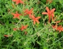 Anisacanthus quadrifidus image