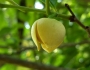 Annona glabra image