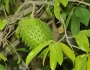 Annona muricata image