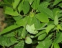 Annona squamosa image