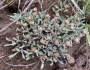 Antennaria dimorpha image