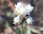 Antennaria howellii image