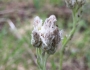 Antennaria neglecta image