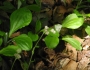 Antennaria parlinii image