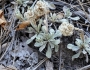 Antennaria parvifolia image