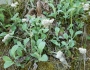 Antennaria plantaginifolia image