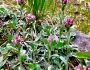 Antennaria rosea image