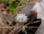 Antennaria solitaria image