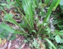 Hierochloe occidentalis image