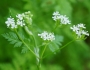 Anthriscus cerefolium image