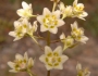 Anticlea elegans image