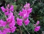 Antirrhinum majus image