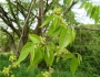 Aphananthe aspera image