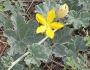 Apodanthera undulata image