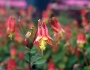 Aquilegia canadensis image