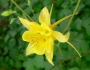 Aquilegia chrysantha image