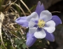 Aquilegia coerulea image
