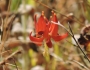 Aquilegia eximia image