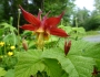 Aquilegia formosa image