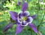 Aquilegia vulgaris image