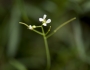 Arabidopsis lyrata image