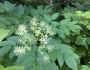 Aralia californica image