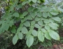 Aralia spinosa image