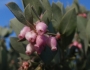 Arctostaphylos canescens image