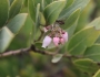 Arctostaphylos glandulosa image