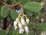 Arctostaphylos glauca image