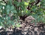 Arctostaphylos manzanita image